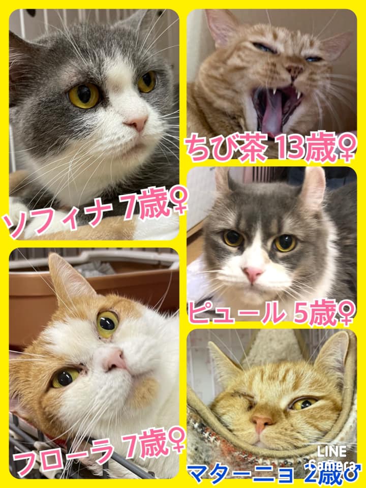 🐾今日の里親様募集中ワンコ🐶＆ニャンコ🐱メンバーです🐾2021,5,11